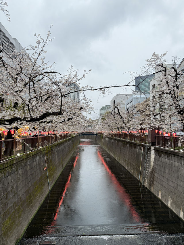 【🇯🇵】目黒川でお花見🌸