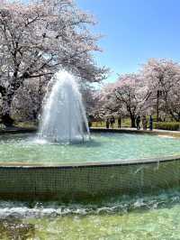 【宮城×春旅】 桜、チューリップ、雪山、青空のの絶景スポット