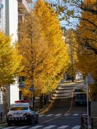 宮前平のイチョウ紅葉 🍂✨ 黄金色のトンネルを歩く秋の散歩道