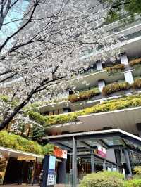 Hidden Sakura Spot: Tokyo Square Garden🌸