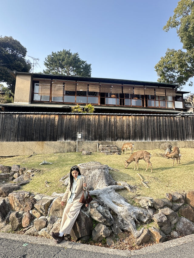 เที่ยวหาน้องกวาง 🦌 ที่เมืองนารา 🇯🇵