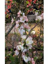 일본은 벚꽃왕국이에요🌸(일본 벚꽃명소)