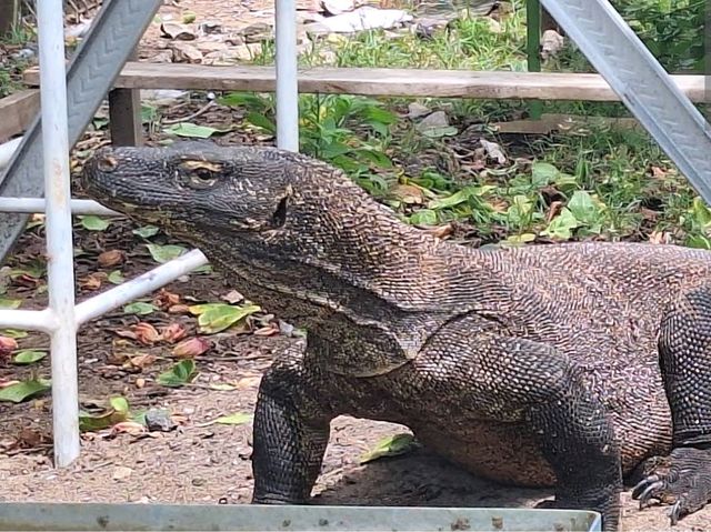 Komodo National Park, Indonesia – Dragons, Reefs, and Responsible Exploration