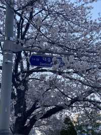 Mokcheok Park's Pink Embrace: A Charming Cherry Blossom Escape