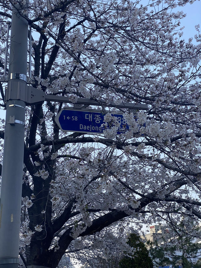 Mokcheok Park's Pink Embrace: A Charming Cherry Blossom Escape