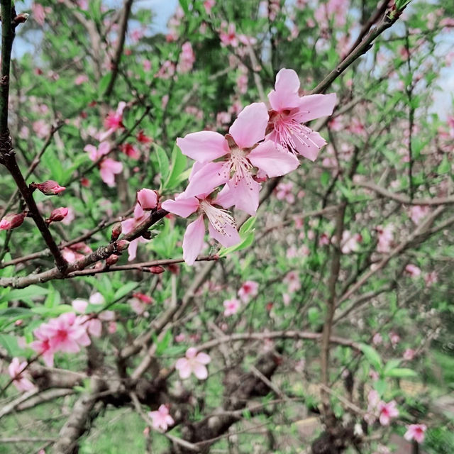 台北貓空春季賞櫻輕縱走推薦