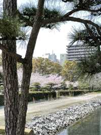 高松櫻花時節