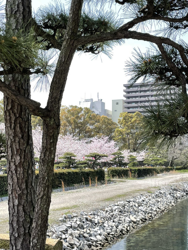 高松櫻花時節
