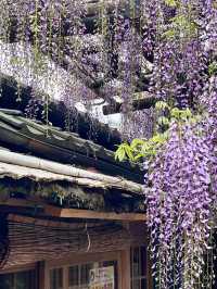 Wisteria Trellises at Kin Suitei