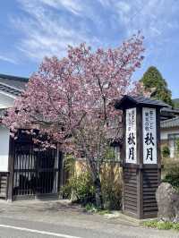 【福岡観光】桜パトロール