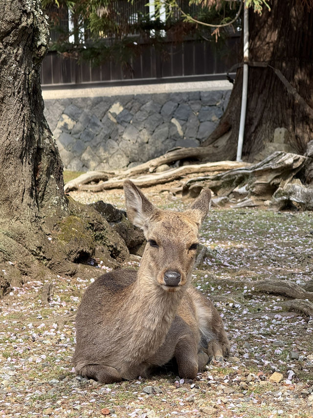 Rising Sun, Setting Hearts: My Japan Adventure