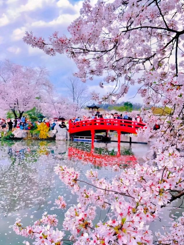 A Rain of Cherry Blossoms: The Dreamy Beauty of Wuhan’s Spring