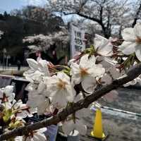 【岩手】この季節に見たい絶景🌸2025