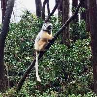 Lemur Island｜看狐猴的最佳地點之一