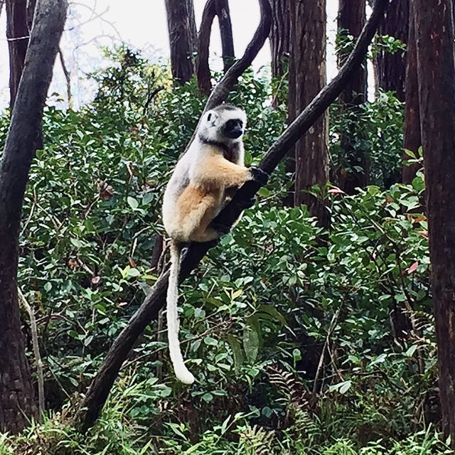 Lemur Island｜看狐猴的最佳地點之一