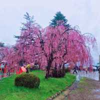 Hirosaki Park, Aomori