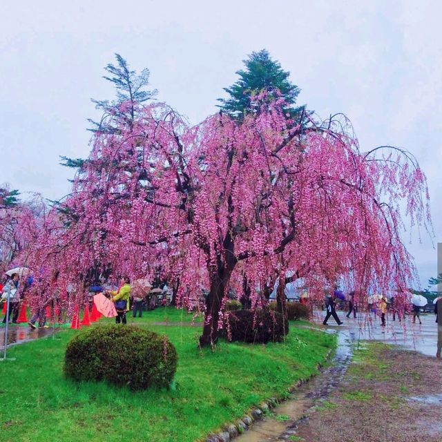 Hirosaki Park, Aomori