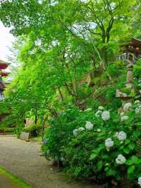 四季折々の花が彩る「長谷寺」へ！階段の先に広がる絶景とご縁結びのご利益を感じて