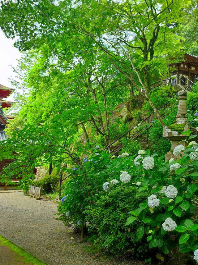 四季折々の花が彩る「長谷寺」へ！階段の先に広がる絶景とご縁結びのご利益を感じて