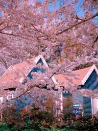 Qingdao Zhongshan Park Cherry Blossoms – A Seaside Sakura Spectacle