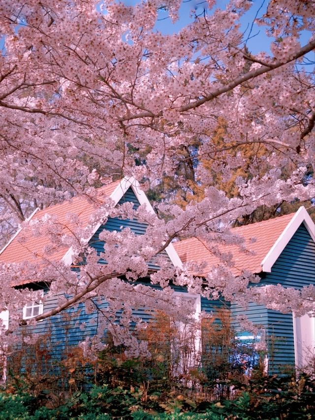 Qingdao Zhongshan Park Cherry Blossoms – A Seaside Sakura Spectacle