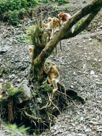 Hidden Spot to See Golden Snub-Nosed Monkeys Up Close!