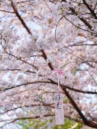 Dushu Lake Wild Cherry Blossoms – Suzhou’s Hidden Springtime Oasis