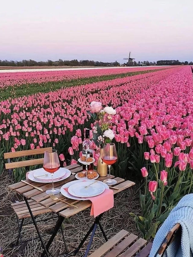 Tulip Farming