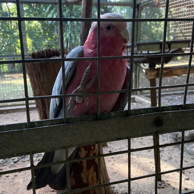 Sunday Morning at Ragunan Zoo