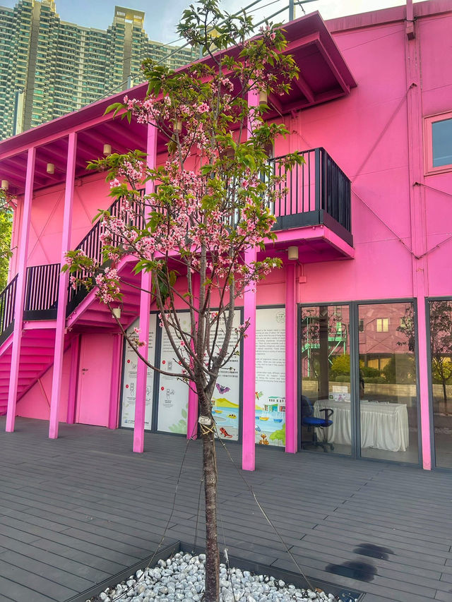 Cherry Blossoms Guide at Tung Chung Hongkong