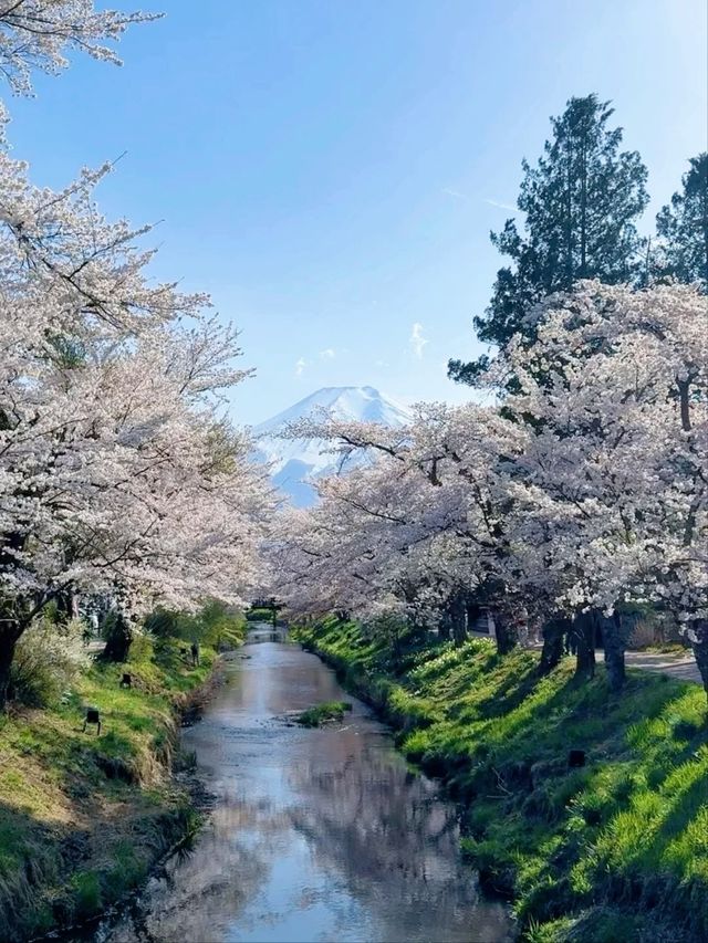 Oshino Hakkai Cherry Blossoms – Fuji’s Spring Water & Sakura Paradise