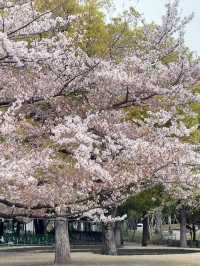 東京｜隅田公園的櫻花盛宴