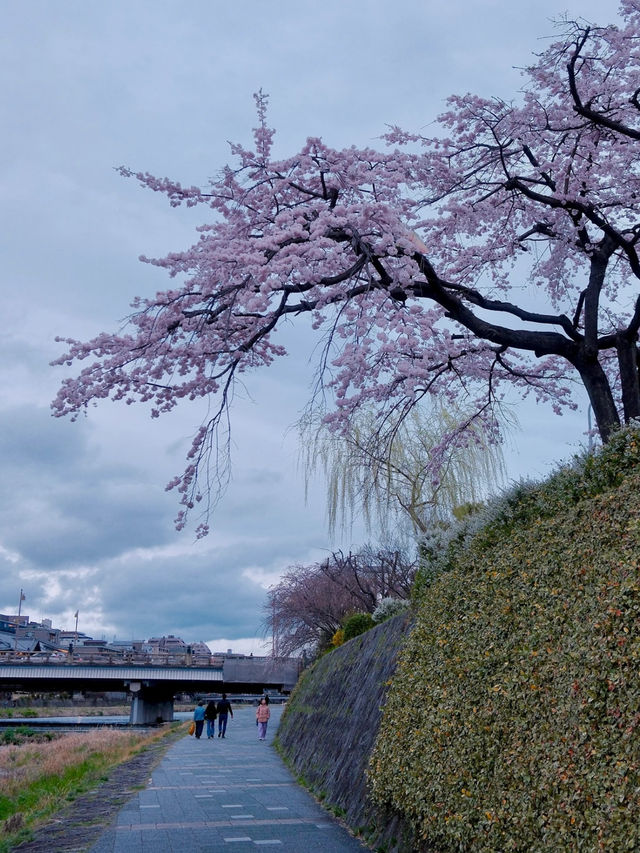 Today's Cherry Blossom Chasing Route Recap:
