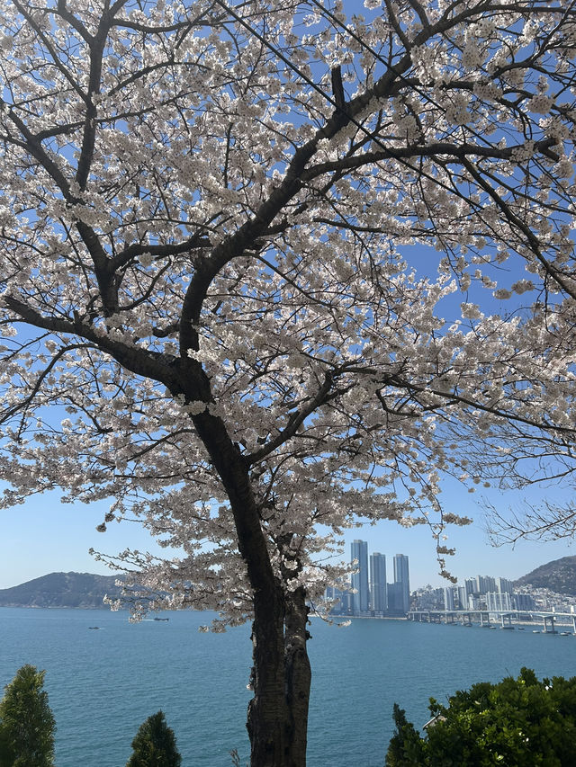 <釜山＞充滿文藝氣息的❤️白淺灘文化村❤️
