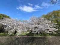 東京-善福寺川綠地，沿著河岸散步的賞櫻秘境