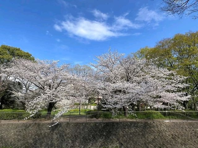 東京-善福寺川綠地，沿著河岸散步的賞櫻秘境