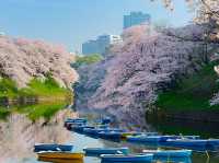 Chidorigafuchi: Tokyo's Most Enchanting Cherry Blossom Escape