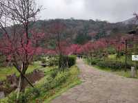 Yangmingshan Cherry Blossoms: Taipei’s Mountain Floral Wonderland