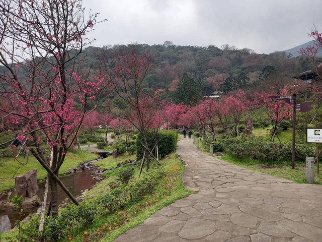Yangmingshan Cherry Blossoms: Taipei’s Mountain Floral Wonderland