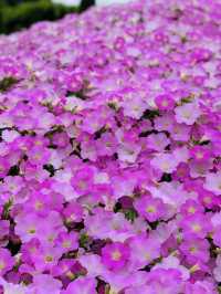 【栃木】藤の花だけでなく、菖蒲、紫陽花も素晴らしい
