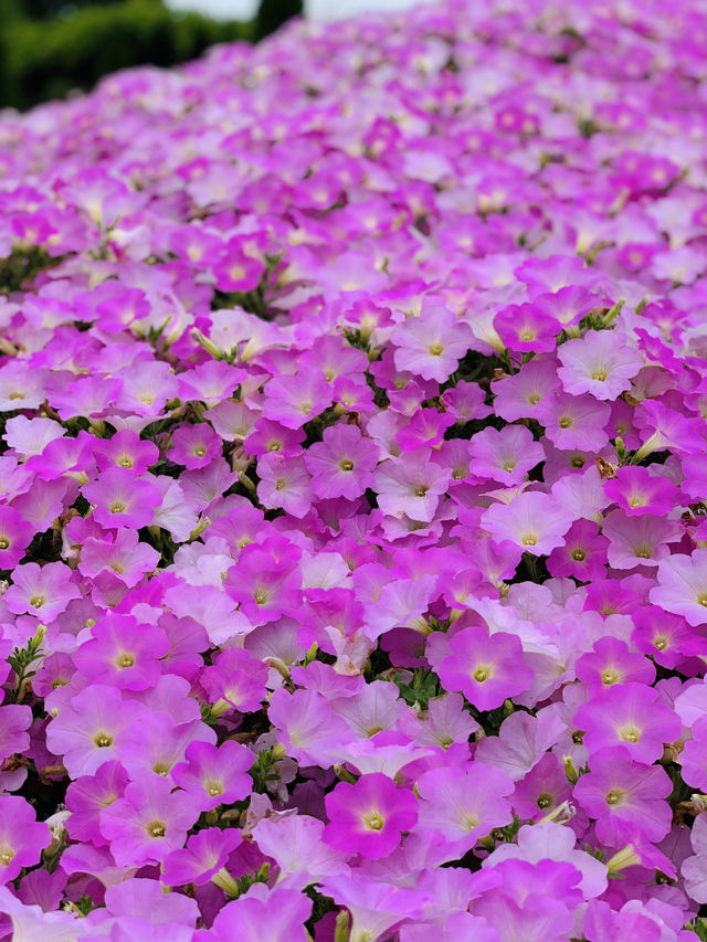 【栃木】藤の花だけでなく、菖蒲、紫陽花も素晴らしい