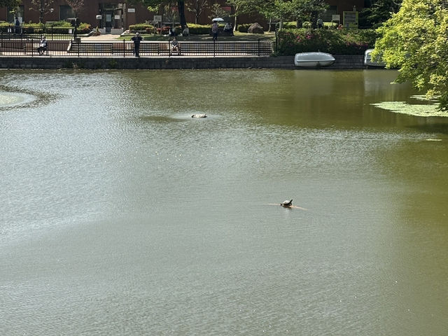  和氣橋：隱秘的美麗之景 🎨🌊
