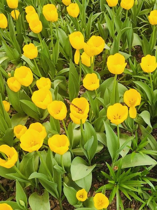 A Blooming Scenery at Byukchoji Gardens