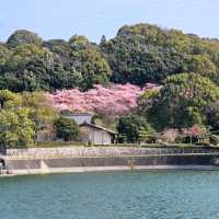 これが無料？穴場な桜スポット