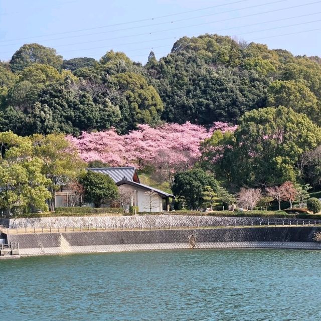 これが無料？穴場な桜スポット
