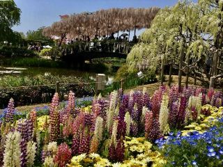 The "Wisteria Story ~ Great Wisteria Festival" blooms at Ashikaga Flower Park