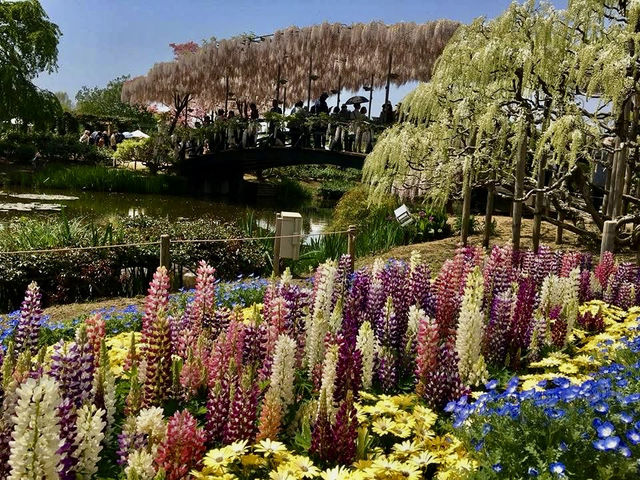「紫藤物語〜大藤節」在足利花卉公園綻放