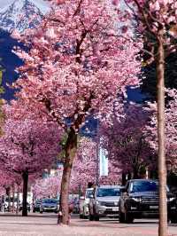 Zurich, Switzerland｜A Spring Stroll Beneath Sakura Streets