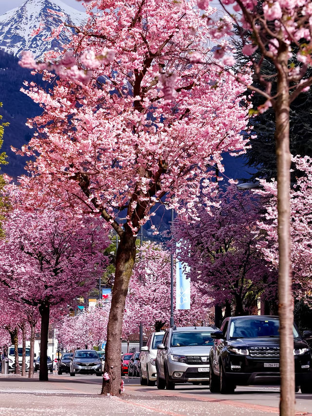 Zurich, Switzerland｜A Spring Stroll Beneath Sakura Streets