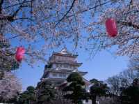 “Castle in Bloom: Cherry Blossoms and History at Inohana Park”